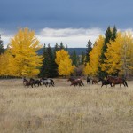 Chezacut Wilderness Adventures