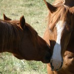 Tod Mountain Ranch