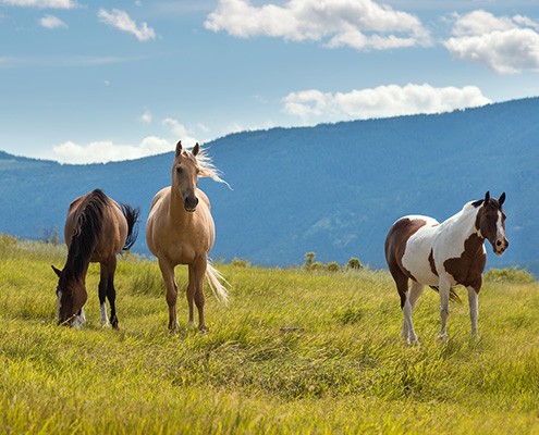 horseback riding special, sundance guest ranch