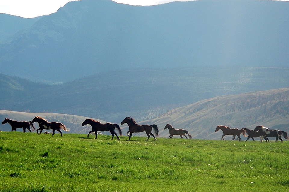 horses grazing field